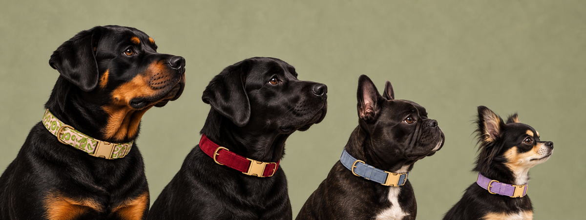 Four Paw & Order dogs wearing collars from the collection